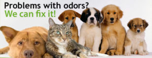 pet odor removal temecula