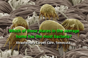 Xtraordinary Carpet Care