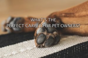 pet cleaning temecula
