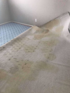 carpet cleaning temecula