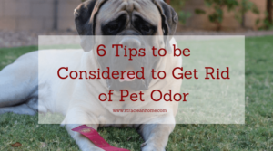 6 Tips to be Considered to Get Rid of Pet Odor
