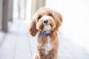 Pet Odor Removal Wildomar CA