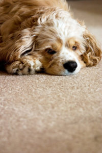 pet odor removal winchester