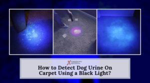 How to Detect Dog Urine On Carpet Using a Black Light