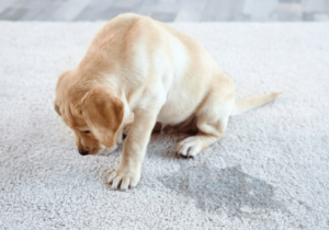 pet stain