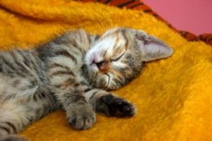 Pet on carpet