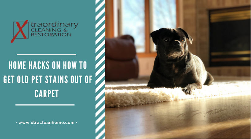 How to Get Old Pet Stains Out of Carpet | Xtraordinary Carpet Cleaning
