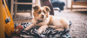 pet odor treatment