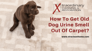 How To Get Old Dog Urine Smell Out Of Carpet