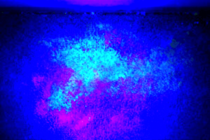 pet odor detection using uv light